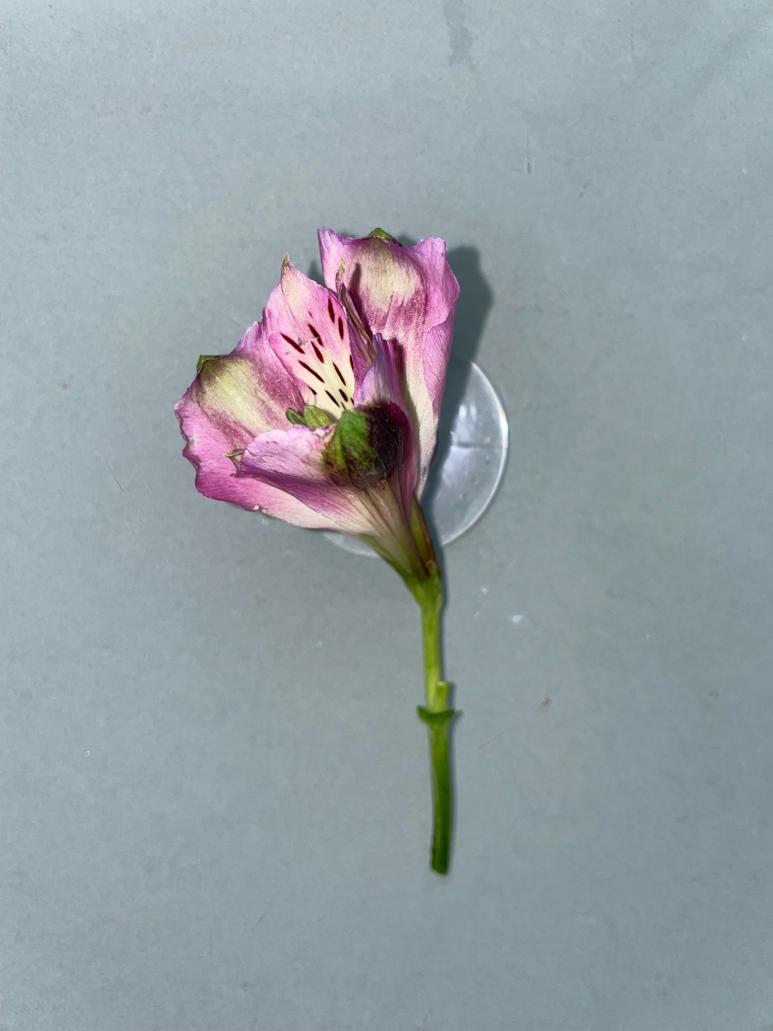 Purple Alstroemeria